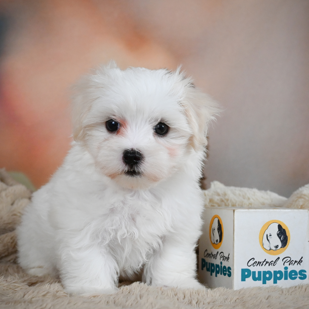 Maltese Puppy for Sale in NYC