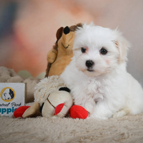 Maltese Puppy for Sale