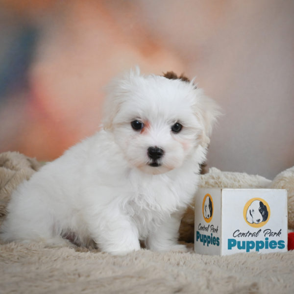 Maltese Puppy for Sale