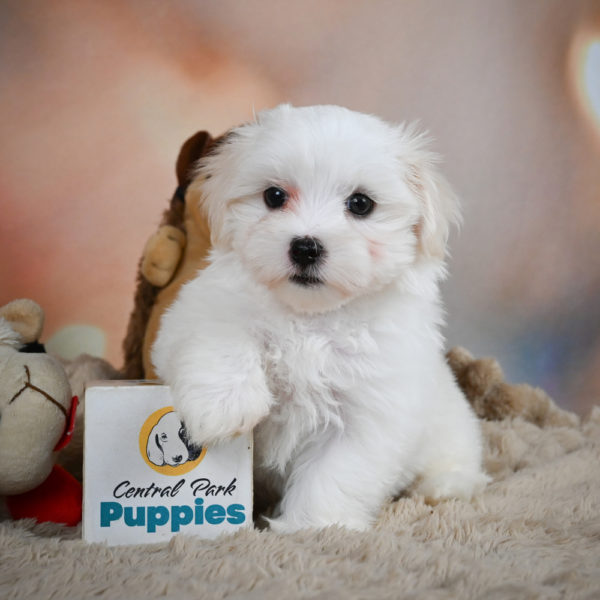 Maltese Puppy for Sale