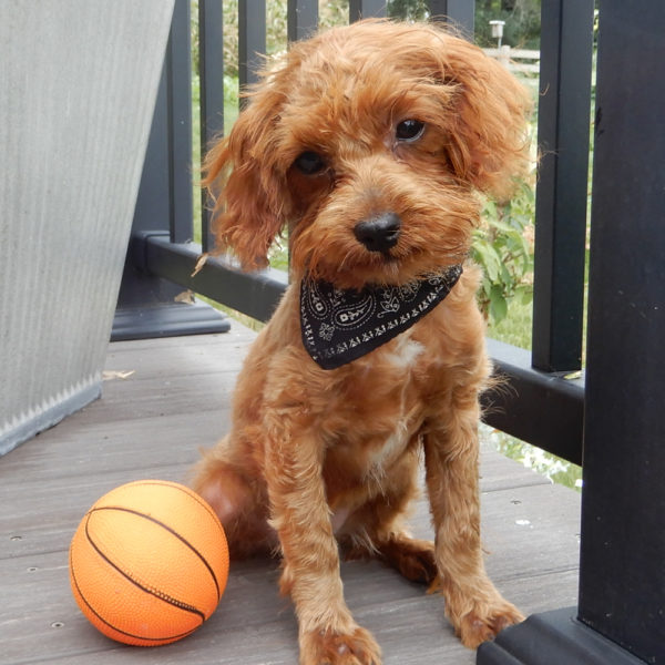 F1b Cavapoo Puppy for Sale