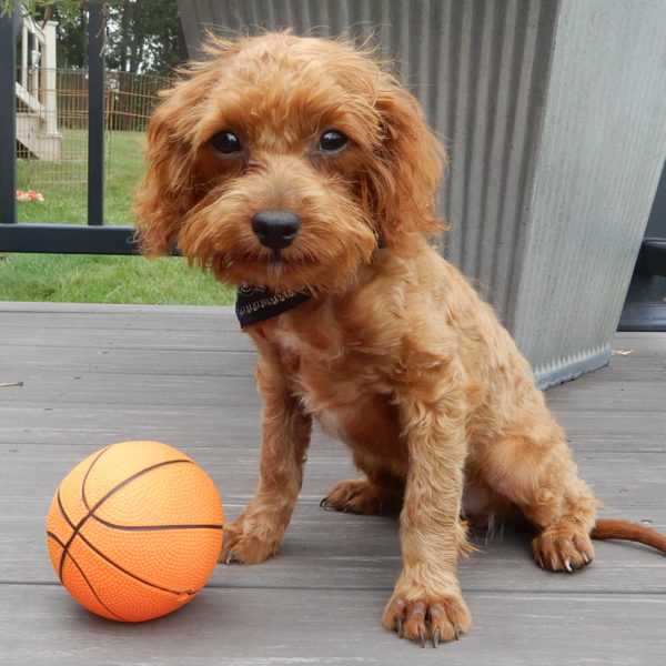 F1b Cavapoo Puppy for Sale