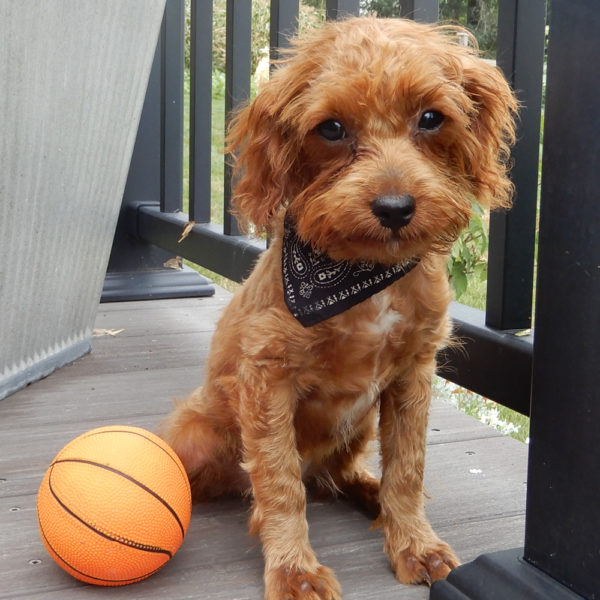F1b Cavapoo Puppy for Sale