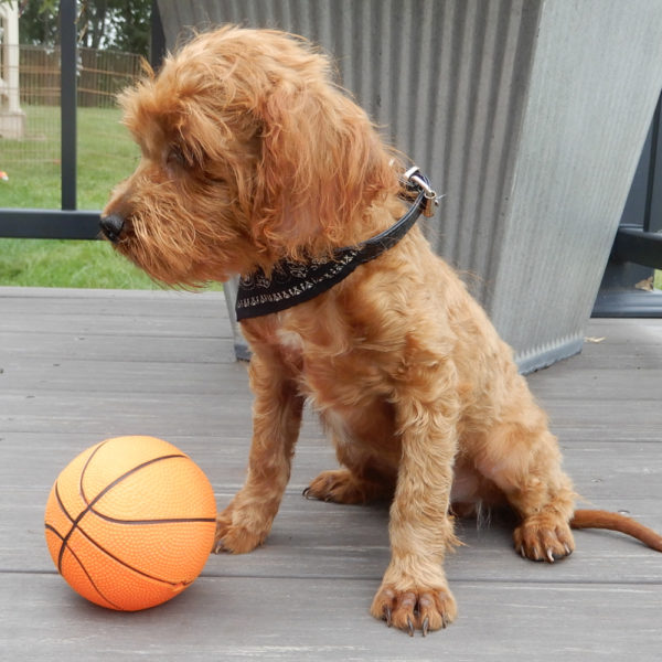F1b Cavapoo Puppy for Sale