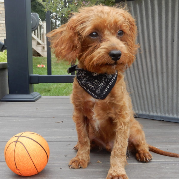 F1b Cavapoo Puppy for Sale