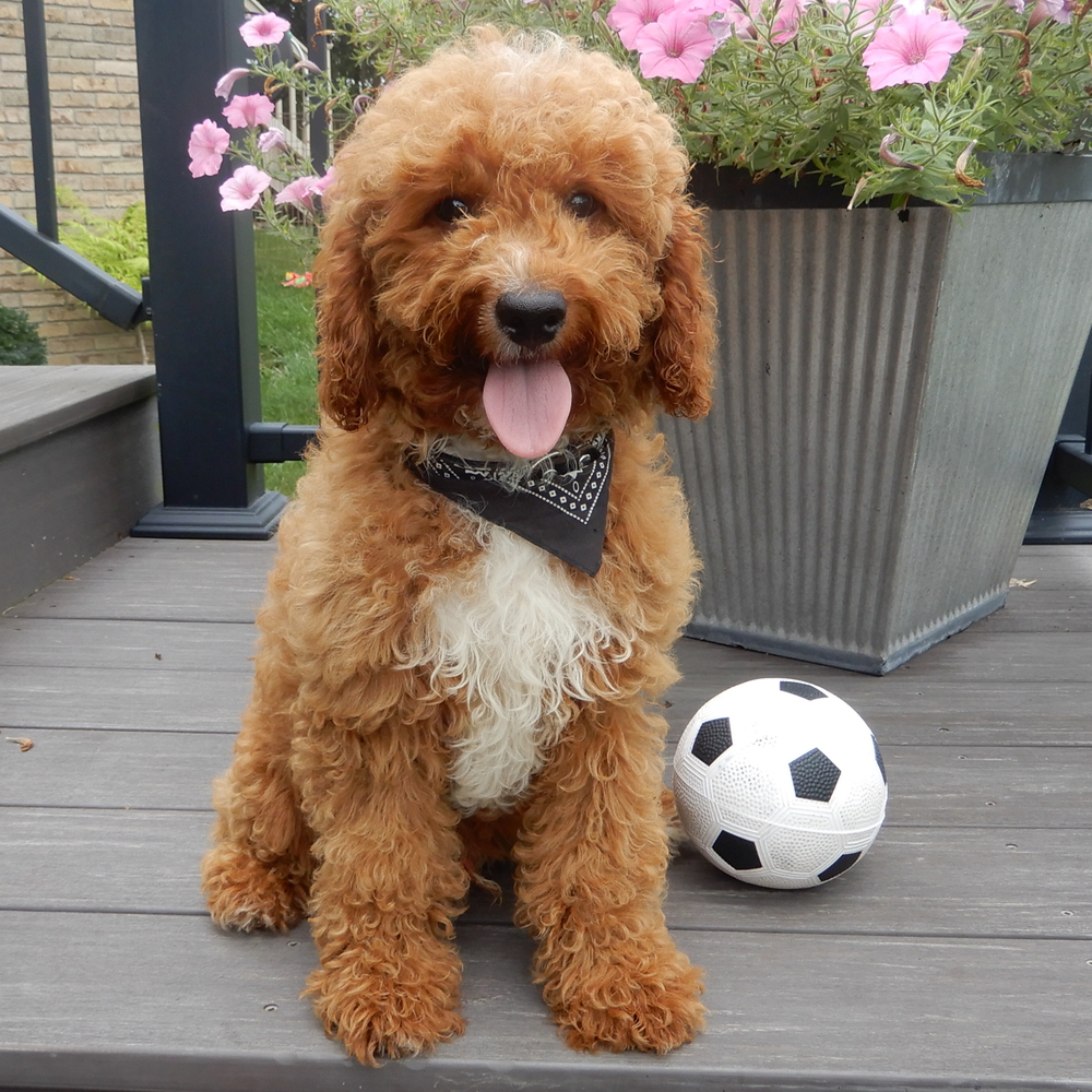 F1b Cavapoo Puppy for Sale in NYC