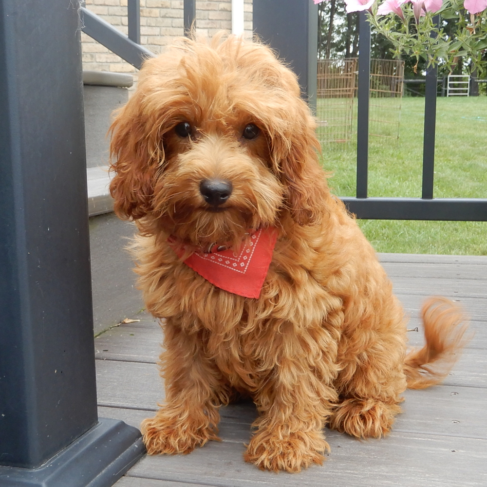 F1b Cavapoo Puppy for Sale in NYC
