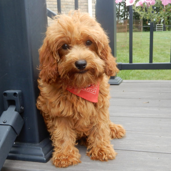 F1b Cavapoo Puppy for Sale