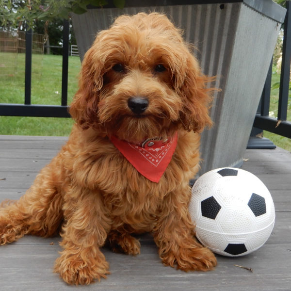 F1b Cavapoo Puppy for Sale