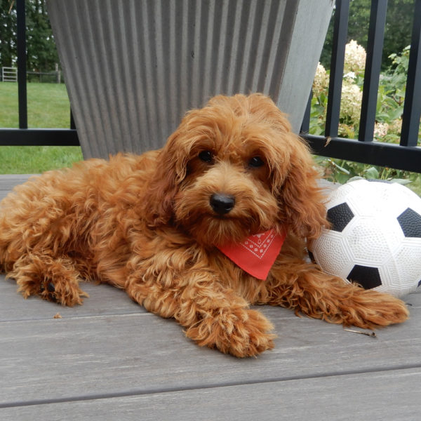 F1b Cavapoo Puppy for Sale
