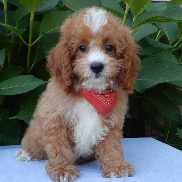F1b Cavapoo Puppy for Sale