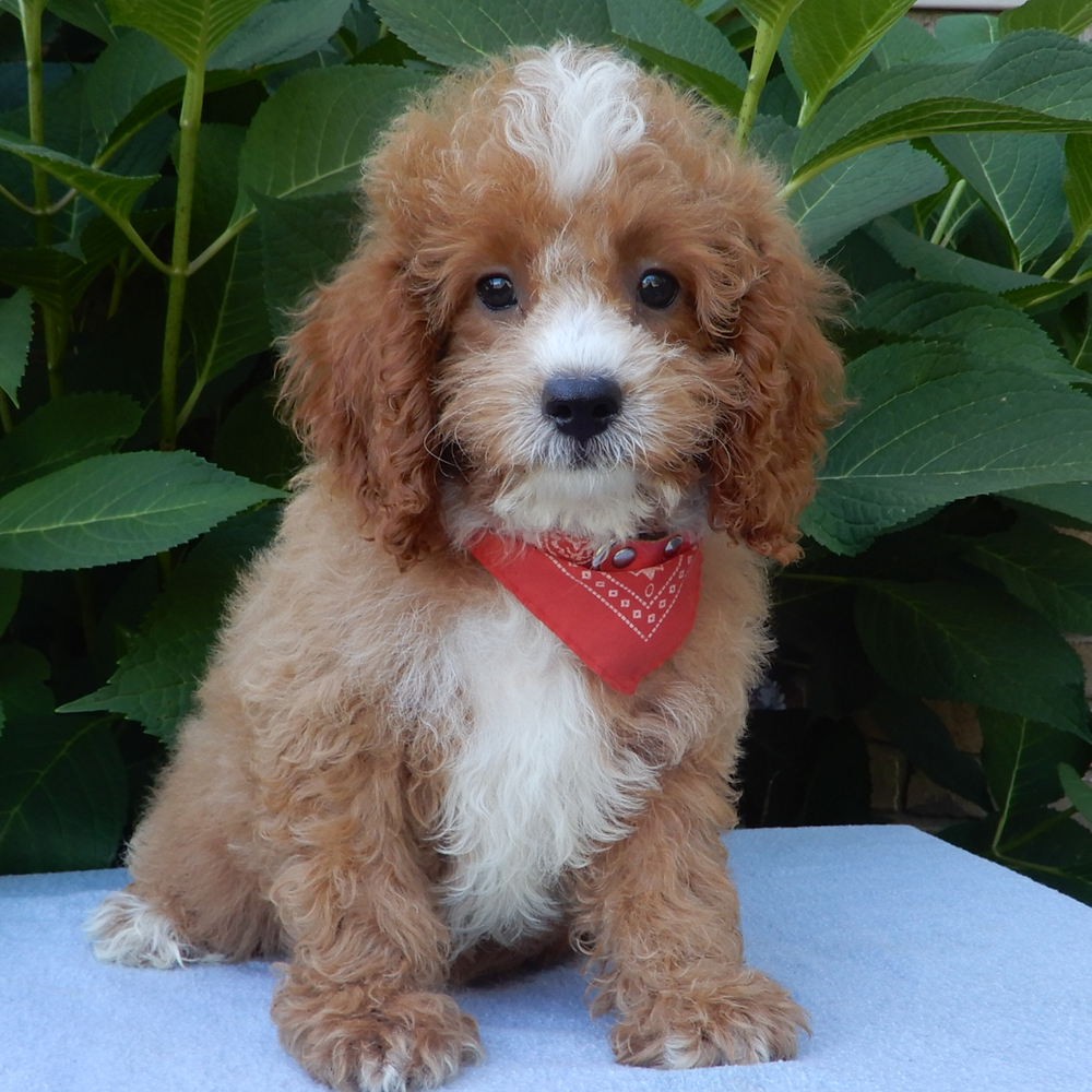 F1b Cavapoo Puppy for Sale in NYC