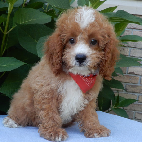F1b Cavapoo Puppy for Sale