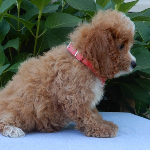F1b Cavapoo Puppy for Sale
