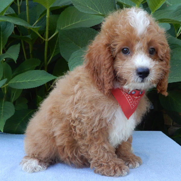 F1b Cavapoo Puppy for Sale