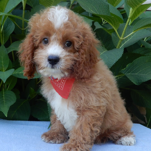 F1b Cavapoo Puppy for Sale