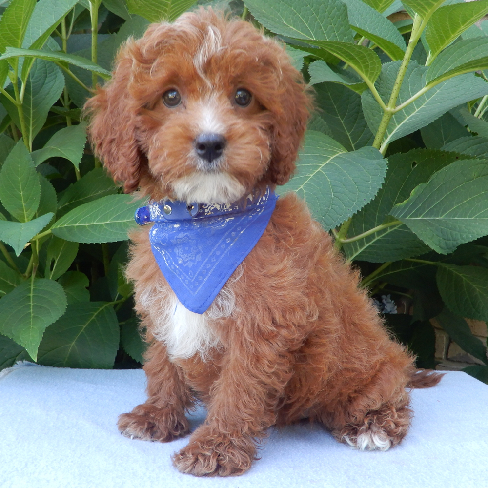 F1b Cavapoo Puppy for Sale in NYC