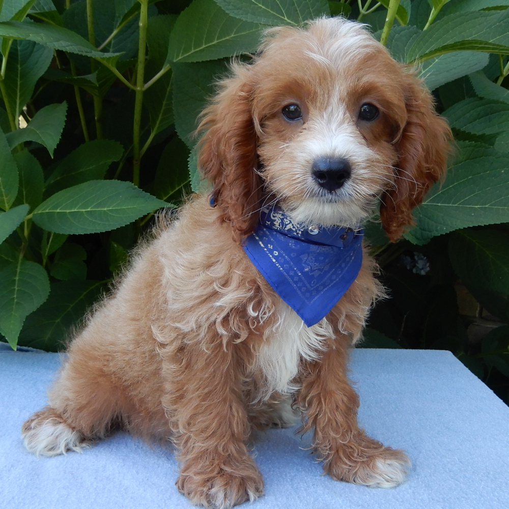 F1b Cavapoo Puppy for Sale in NYC