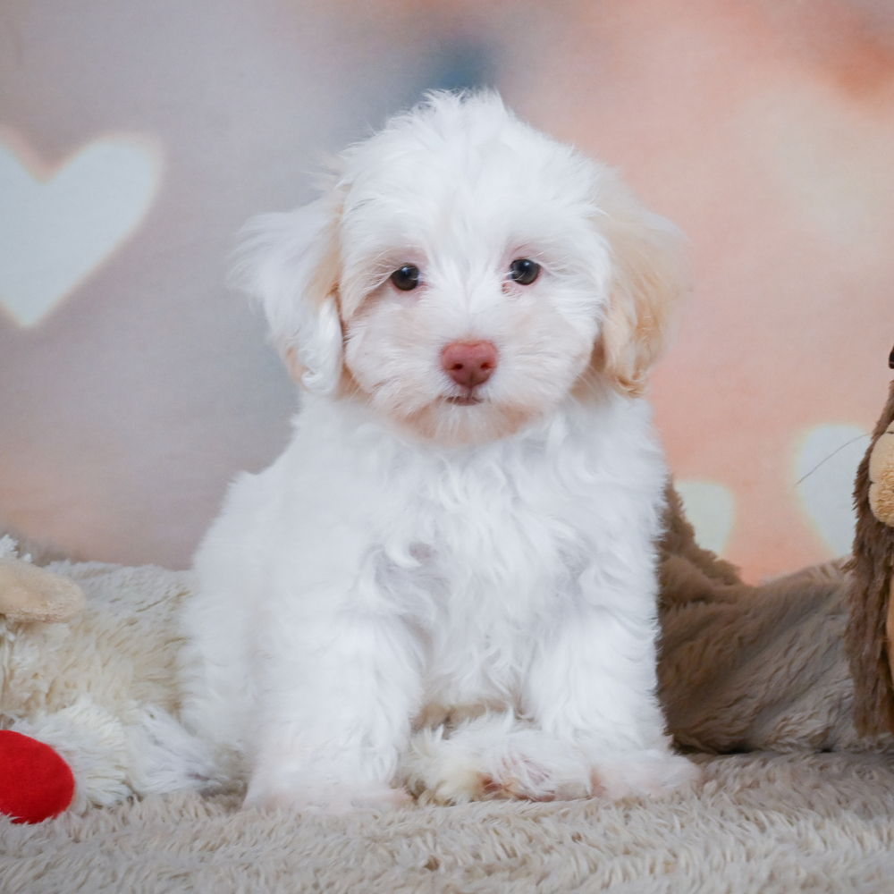 F1 Maltipoo Puppy for Sale in NYC
