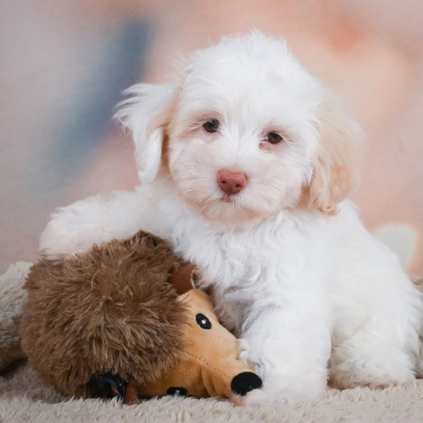 F1 Maltipoo Puppy for Sale