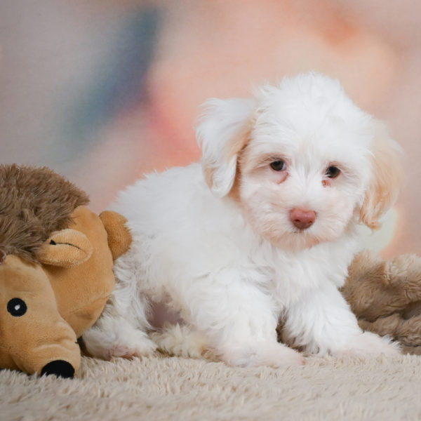 F1 Maltipoo Puppy for Sale