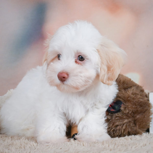 F1 Maltipoo Puppy for Sale
