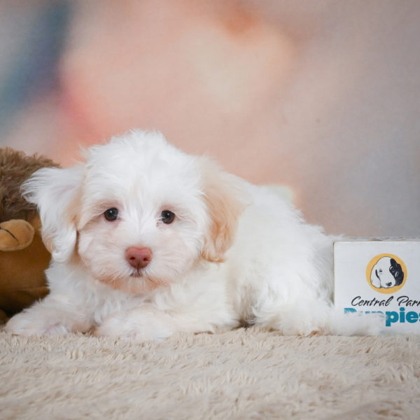 F1 Maltipoo Puppy for Sale