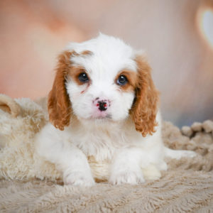 F1 Cavapoo Puppy for Sale