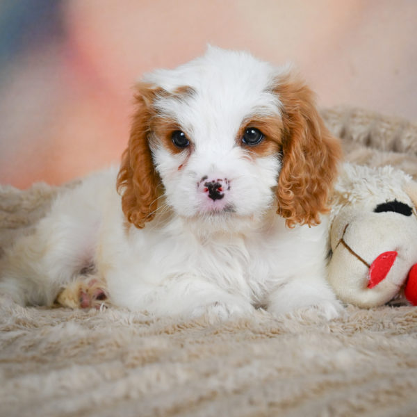 F1 Cavapoo Puppy for Sale