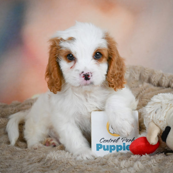 F1 Cavapoo Puppy for Sale