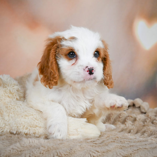 F1 Cavapoo Puppy for Sale