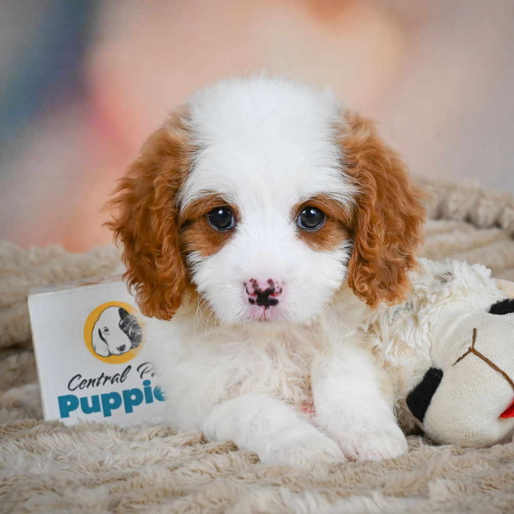 F1 Cavapoo Puppy for Sale in NYC