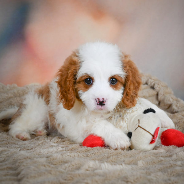 F1 Cavapoo Puppy for Sale