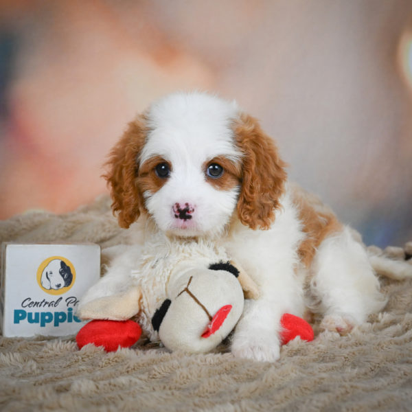 F1 Cavapoo Puppy for Sale