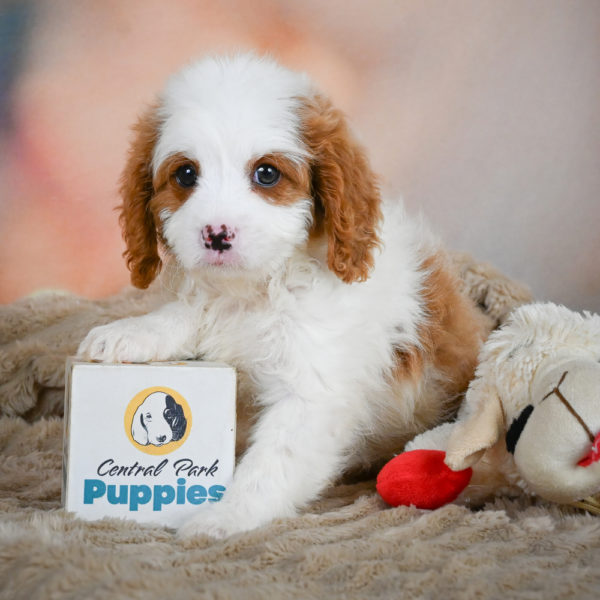 F1 Cavapoo Puppy for Sale