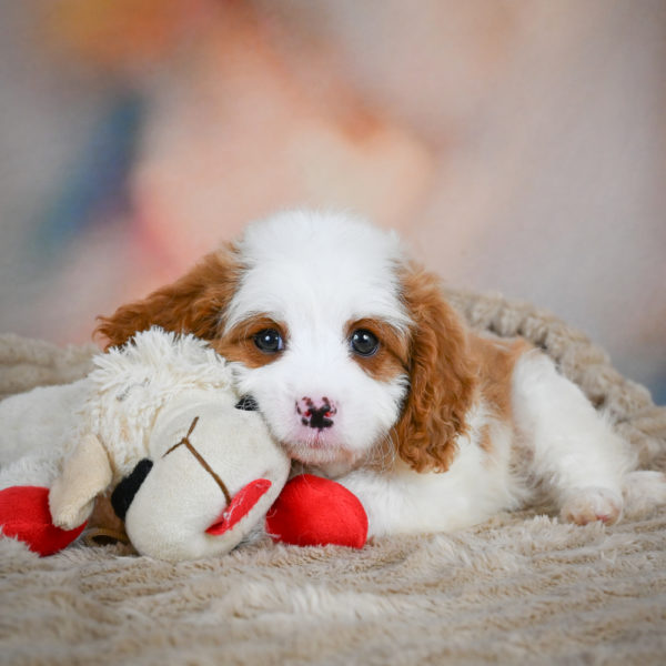 F1 Cavapoo Puppy for Sale