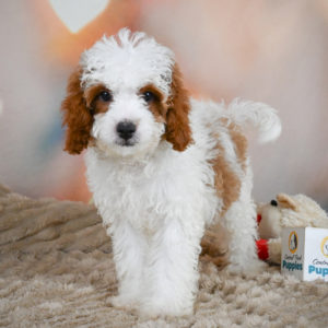 F1b Cavapoo Puppy for Sale
