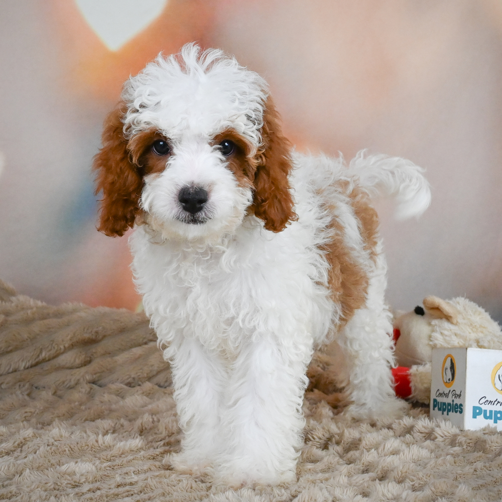 F1b Cavapoo Puppy for Sale in NYC