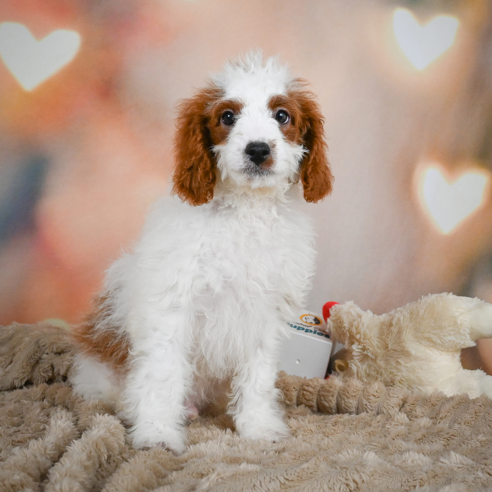 F1b Cavapoo Puppy for Sale in NYC