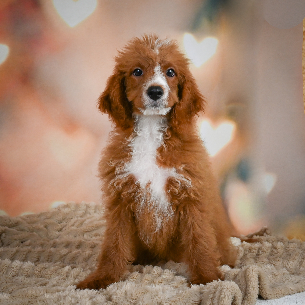 F1b Cavapoo Puppy for Sale in NYC