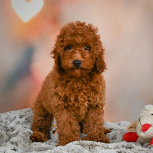 Miniature Poodle Puppy for Sale