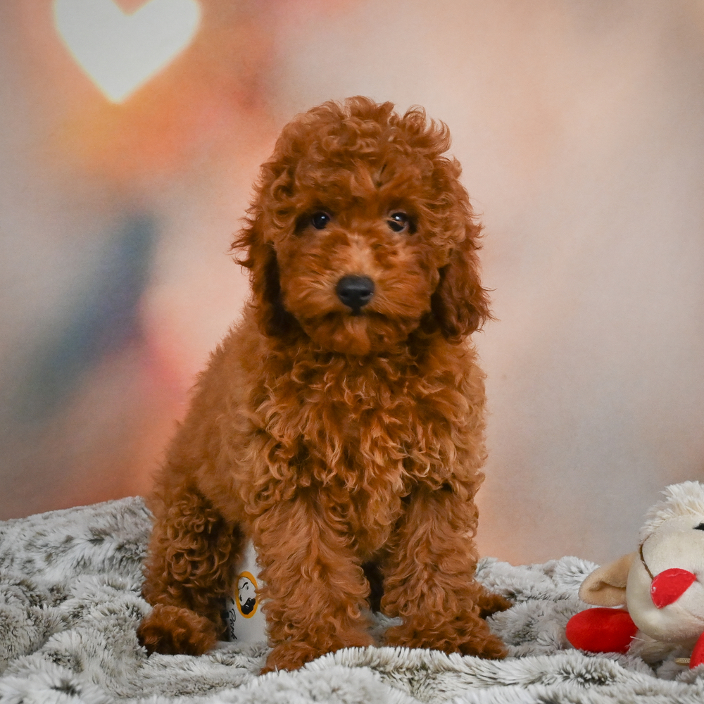 Miniature Poodle Puppy for Sale in NYC
