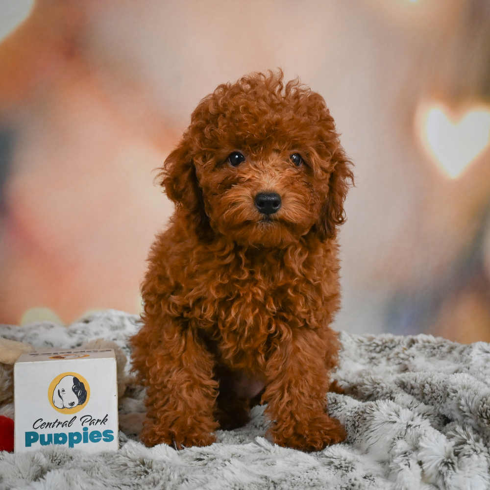 Miniature Poodle Puppy for Sale in NYC