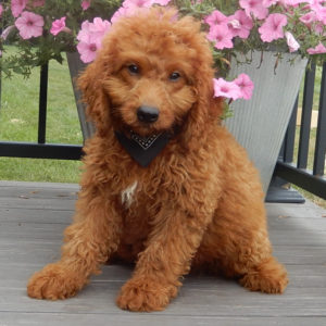 F1b Mini Goldendoodle Puppy for Sale
