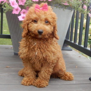 F1b Mini Goldendoodle Puppy for Sale