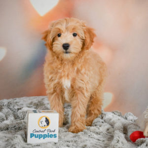 F1 Maltipoo Puppy for Sale