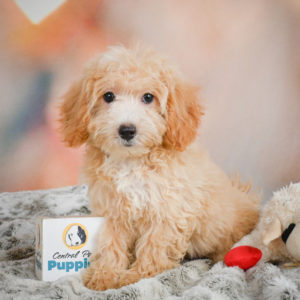 F1 Maltipoo Puppy for Sale