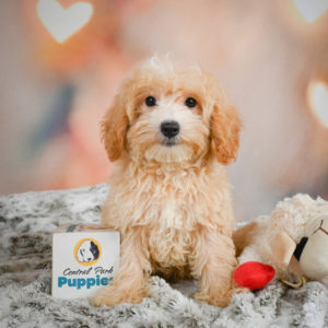 F1 Maltipoo Puppy for Sale