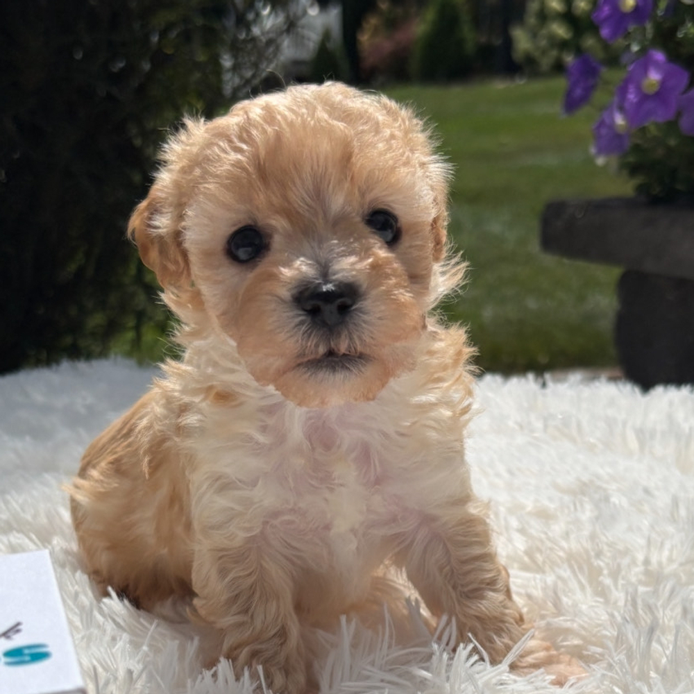 F1 Maltipoo Puppy for Sale in NYC