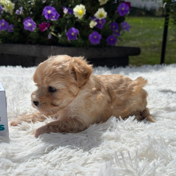 F1 Maltipoo Puppy for Sale